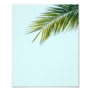 Foto Folha de Palmeira Verde Tropical em Azul Claro