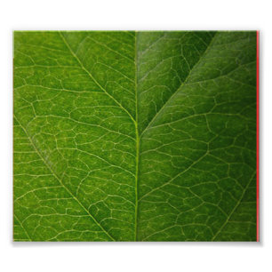 Foto Folha Verde