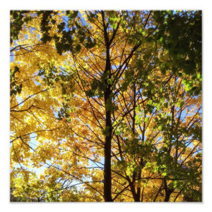 Foto Folhagem Amarelo e Verde
