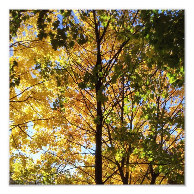 Foto Folhagem Amarelo e Verde (Frente)