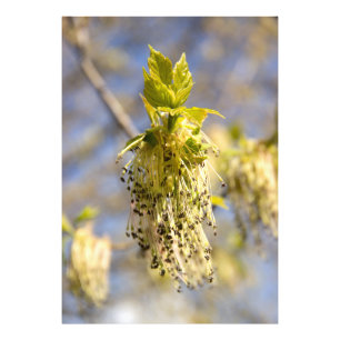 Foto Folhas bonitas em primavera