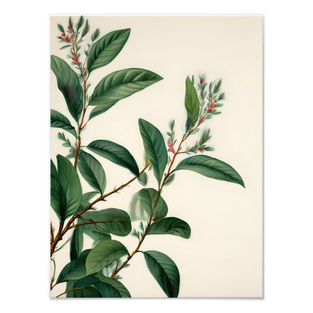 Foto Folhas Botânicas Vintage (Frente)