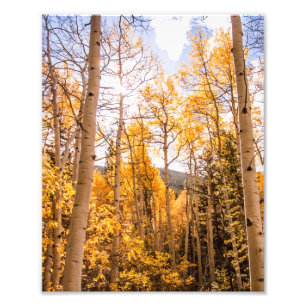 Foto Folhas brilhantes de Aspen da queda