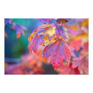 Foto Folhas coloridas de mapeamento japonês