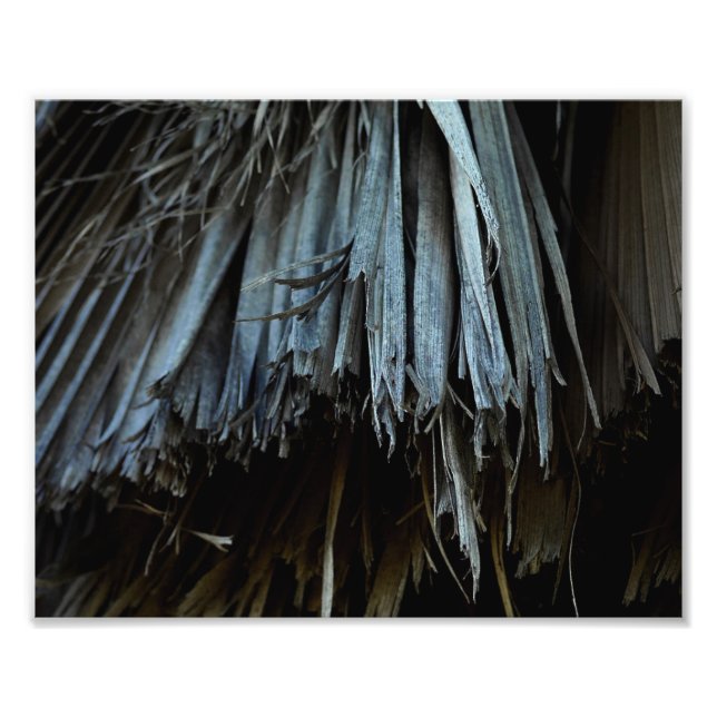 Foto Folhas de Árvore Palm (Frente)