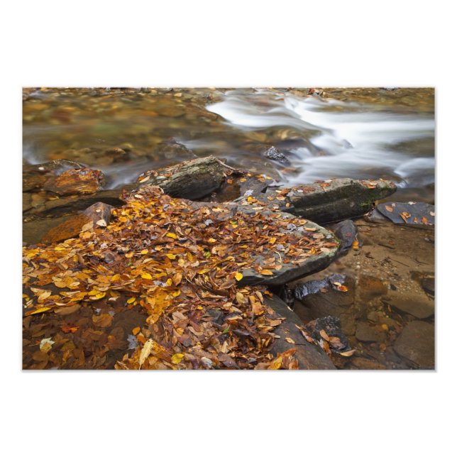 Foto Folhas de outono ao longo do Looking Glass Creek n (Frente)