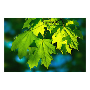 Foto Folhas frescas verdes de bordo