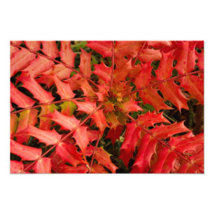 Foto Folhas, hastes da planta, folha - vermelho