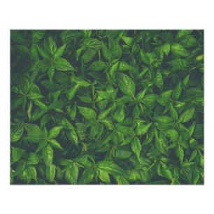 Foto Folhas Verde-Profundas