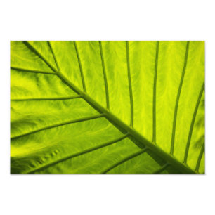 Foto Folhas verdes com veias de folhagem tropical em