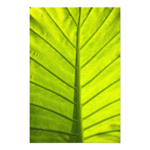 Foto Folhas verdes com veias de folhagem tropical em