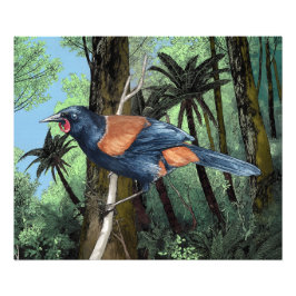 Foto Forest Saddleback Bird