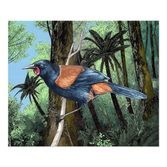 Foto Forest Saddleback Bird (Frente)