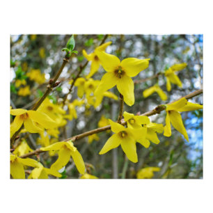 Foto Forsythia em Springtime