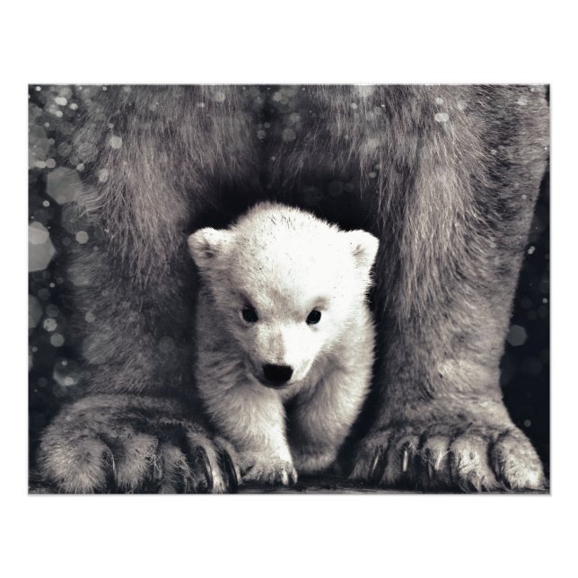 Foto Forte Como Um Cubo De Urso Polar Da Mamma (Frente)