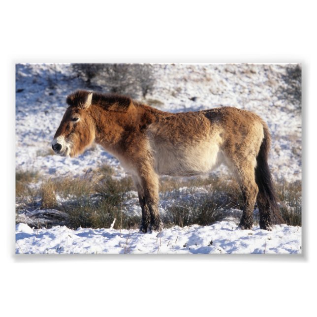 Foto Foto: cavalo de Przewalski (Frente)