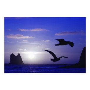 Foto "foto dos azuis dobro do pássaro"