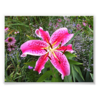 Foto Foto: Stargazer Lily