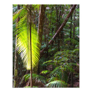 Foto fotografar folhas verdes da floresta tropical da A