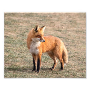 Foto Fox 10x8 vermelho em um campo