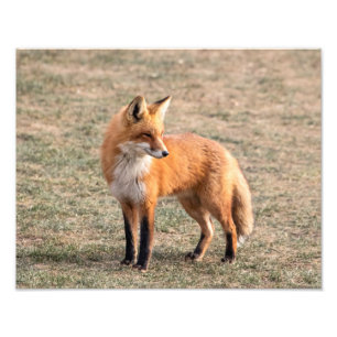 Foto Fox 14x11 vermelho em um campo