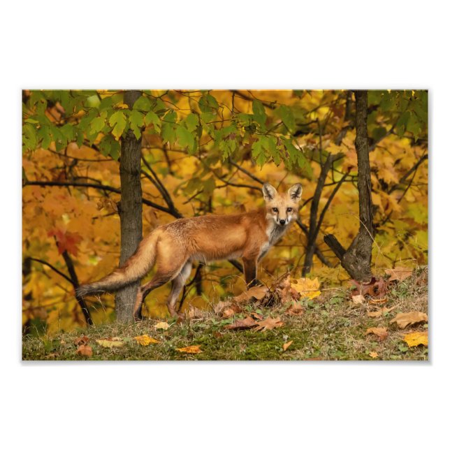 Foto Fox On Alert (Frente)