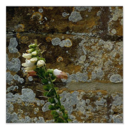 Foto Foxglove and Stone