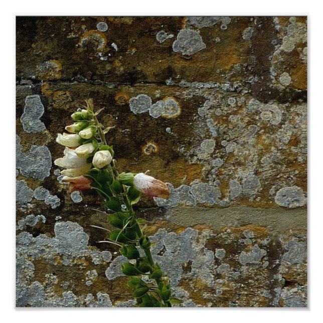 Foto Foxglove and Stone (Frente)