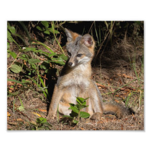 Foto Foxy Baby