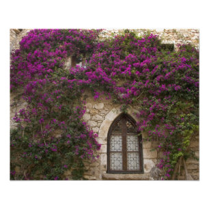Foto França, Provença, Eze. Rosa brilhante