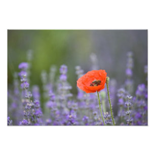 Foto França, Provença. Papoula solitária em campo de