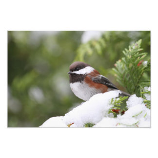Foto Frango em neve em uma árvore cedra