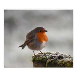Foto Frosty Robin