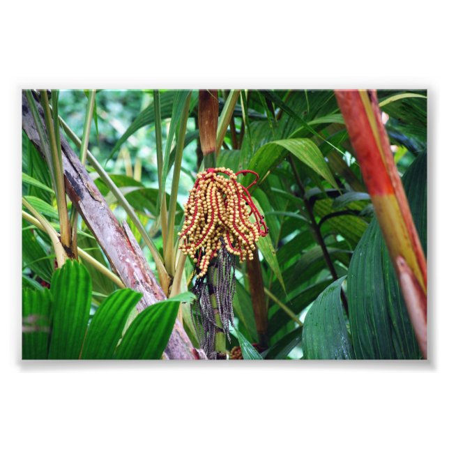 Foto Fruta de Palm no Havaí (Frente)