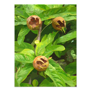 FOTO FRUTA MEDLAR