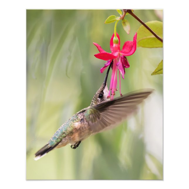 Foto Fuchsia Hummingbird favorito (Frente)