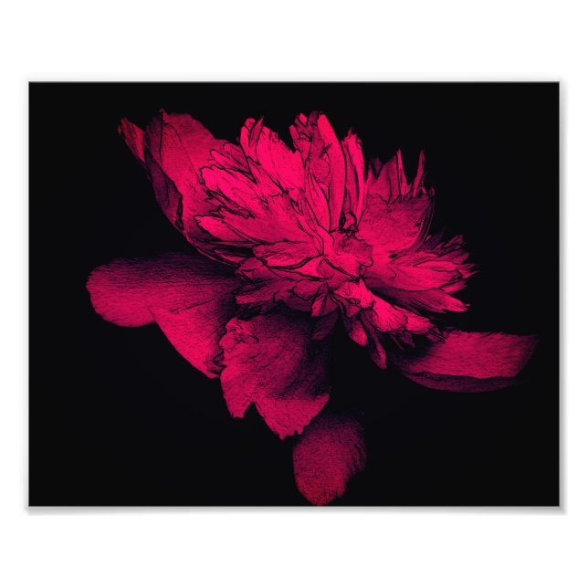 Foto Fuchsia Peony Flower Abstrato Floral Art 8x10 (Frente)