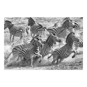 Foto Funcionamento das zebras