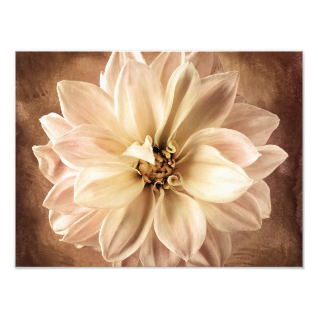 Foto Fundo Branco, Creme, Castanho Dahlia Personalizado (Frente)