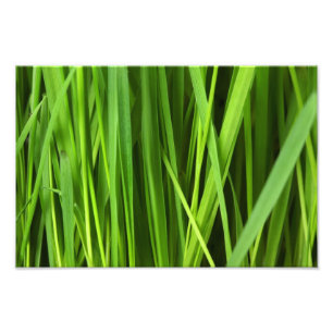 Foto Fundo de grama verde