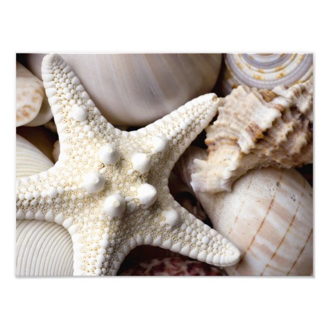 Foto Fundo de Starfish do Sea Shell - Prateleiras (Frente)