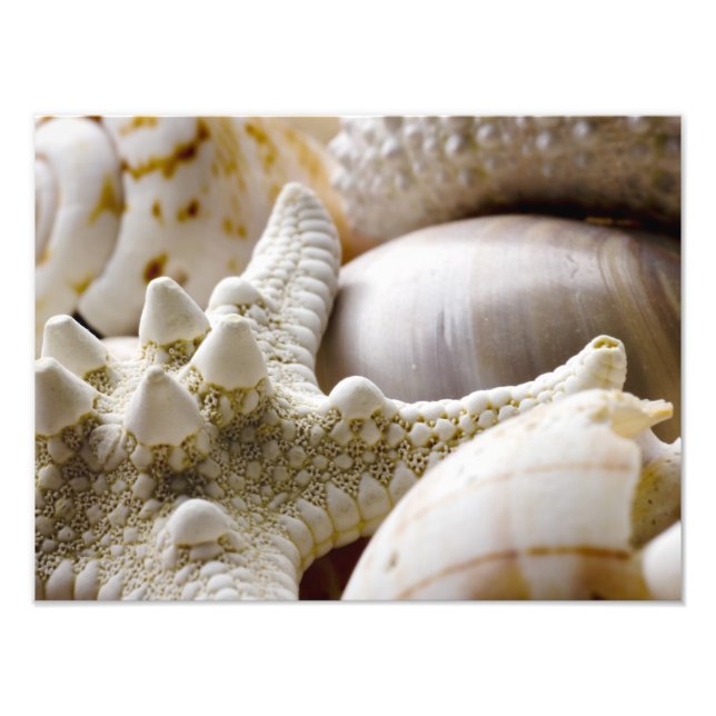Foto Fundo de Starfish do Sea Shell - Prateleiras (Frente)