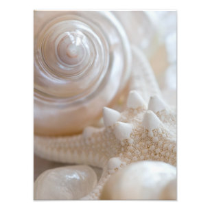 Foto Fundo do Sea Shell & Starfish - Prateleiras
