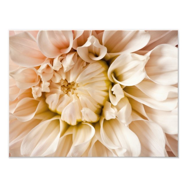 Foto Fundo Pêssego, Rosa, Branco e Creme Dahlia (Frente)
