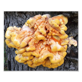 Foto Fungo Laranja