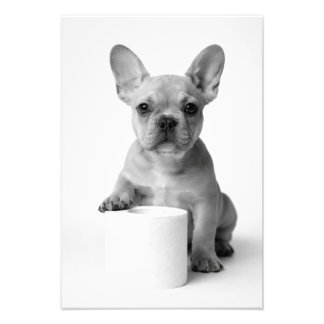 Foto Funny Aesthetic French Bulldog Toilet Paper Photo