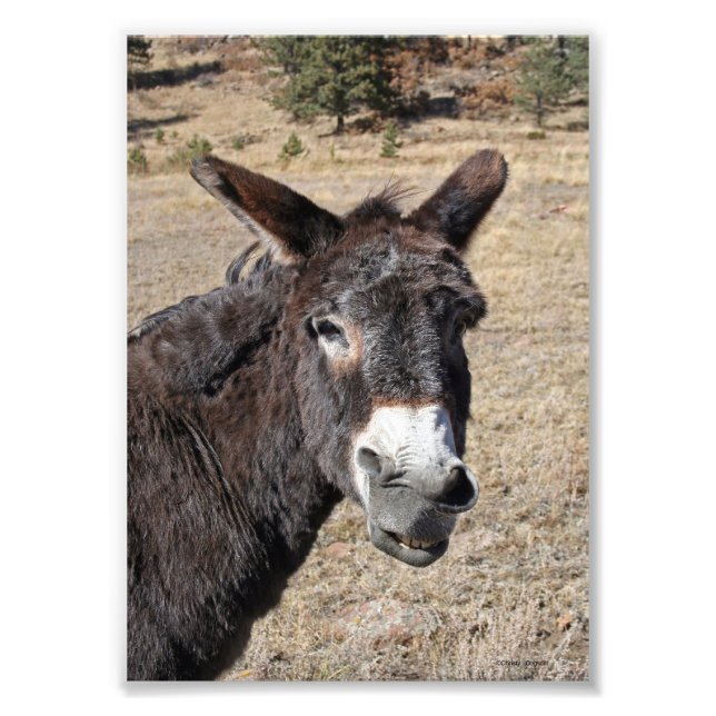 Foto Funny Donkey (Frente)
