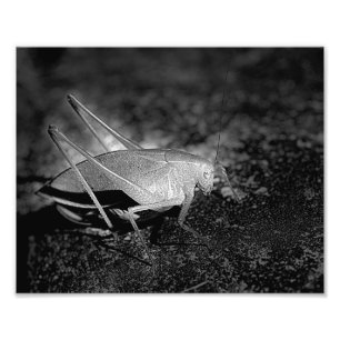 Foto Gafanhoto Katydid No Inseto Preto E Branco 8x10