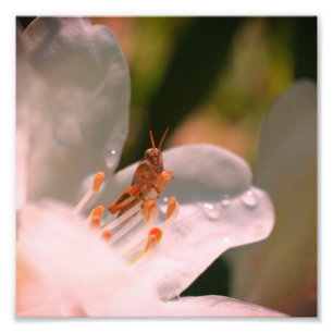 Foto Gafanhoto Pequeno Na Flor Branca Azalea 8x8