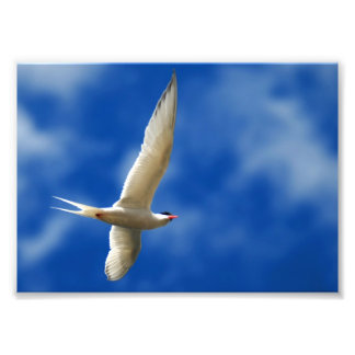 Foto Gaivota